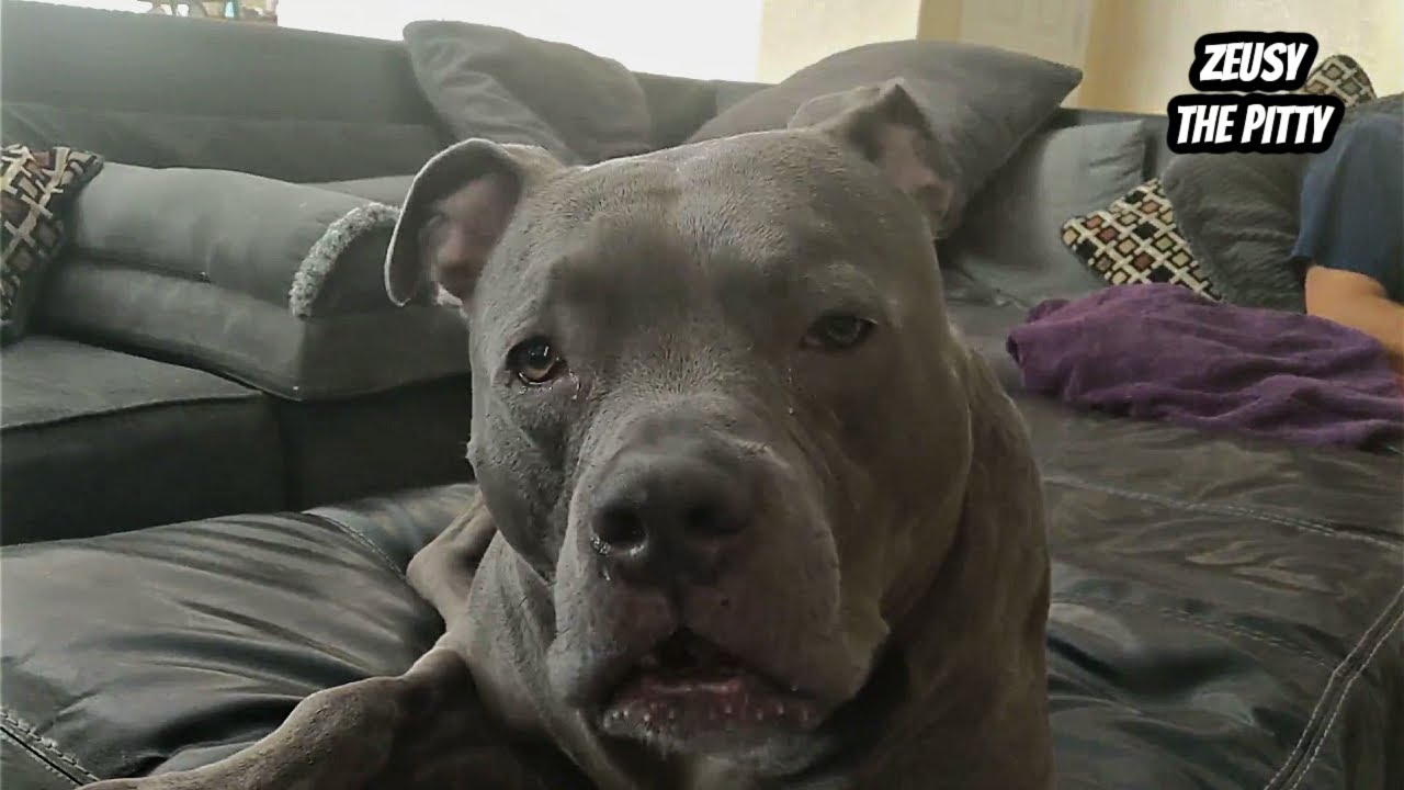 Pitbull Talking To Dad!