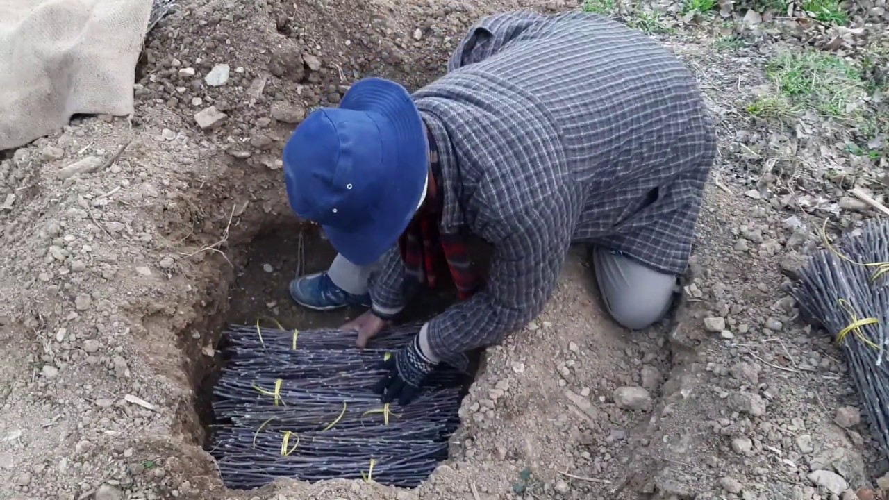 How to Store Scionwood under Soil @theapplemirroraprogressive6198
