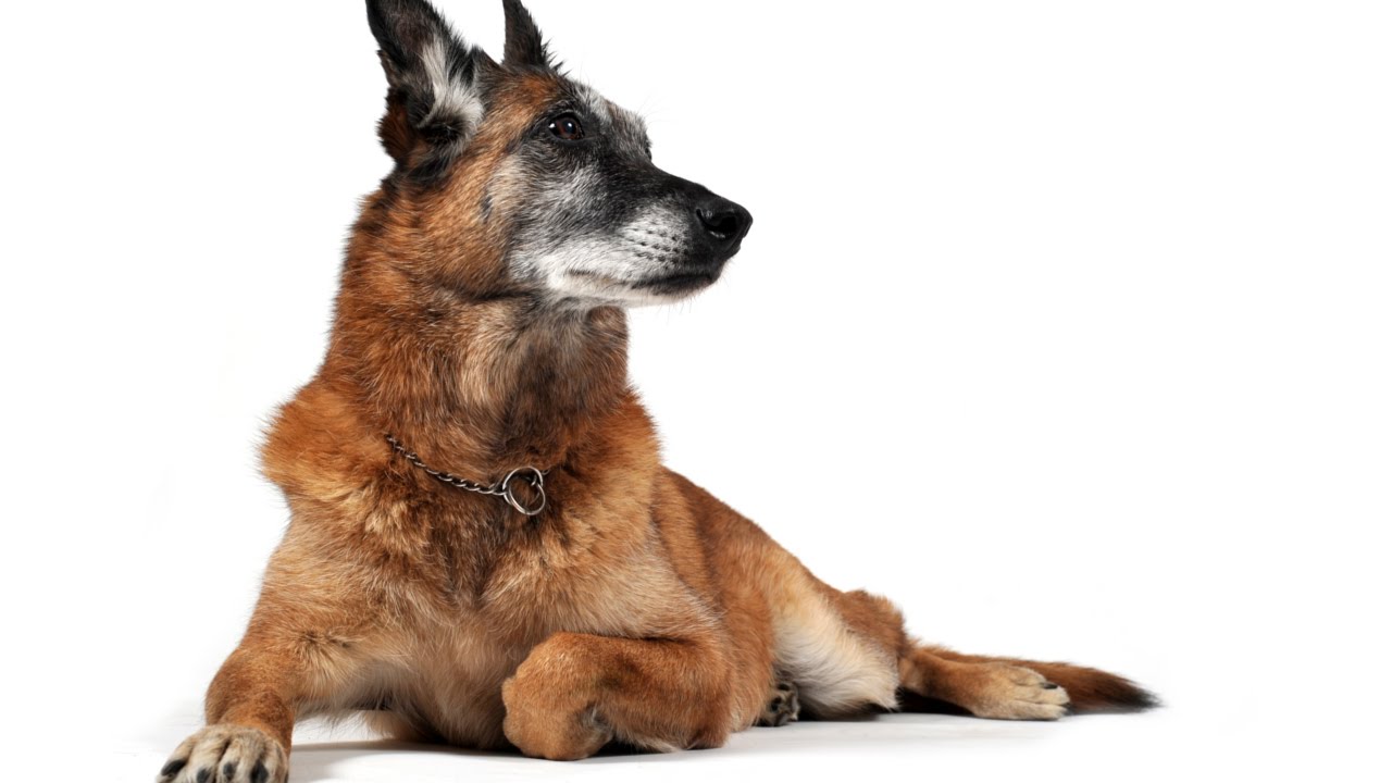 Curso Adestramento de Cães de Guarda - Dessensibilização - Cursos CPT