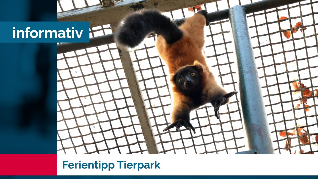 Ferientipp Tierpark - Nachwuchsreporter auf Entdeckertour