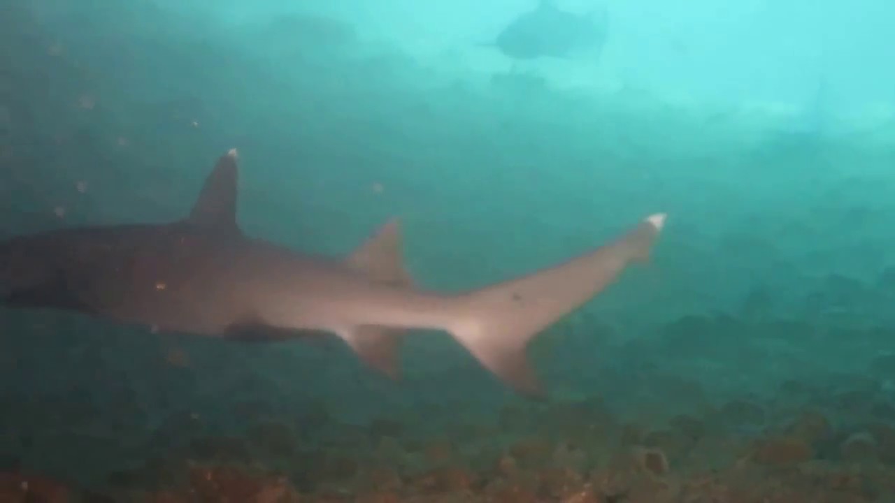 Gato Island with Devocean Divers Malapascua