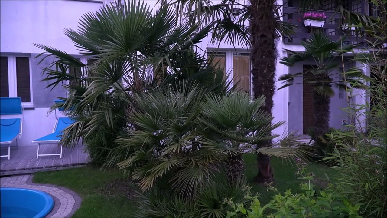 Wkopanie palmy, kolejna palma w moim ogrodzie!