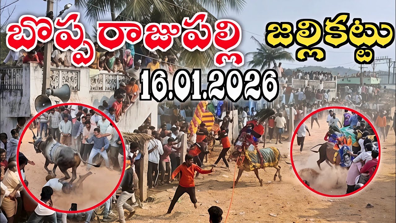 బొప్పరాజుపల్లి పశువుల పండగ 💥 | 16.01.2026 |Bopparajupalli jallikattu 