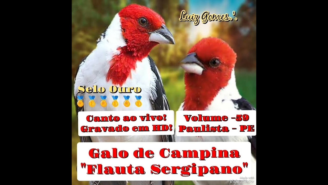 Galo de Campina 