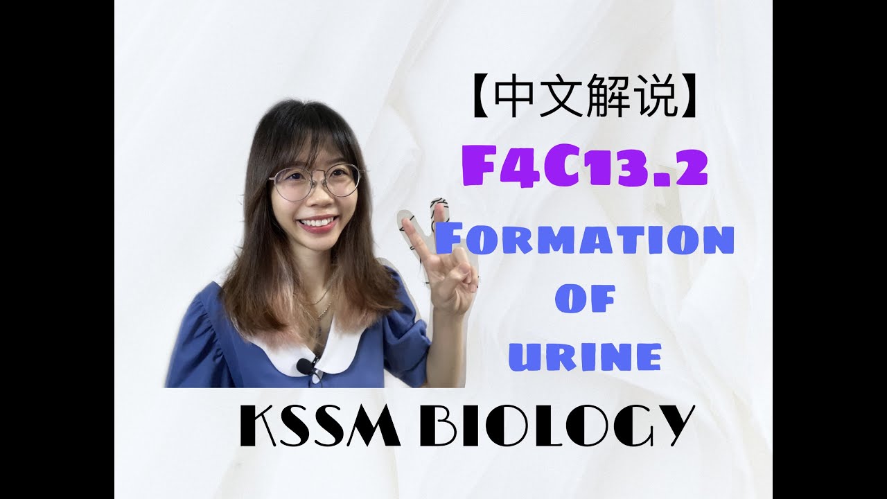【中文解说】F4 KSSM SPM BIOLOGY F4C13.2 FORMATION OF URINE