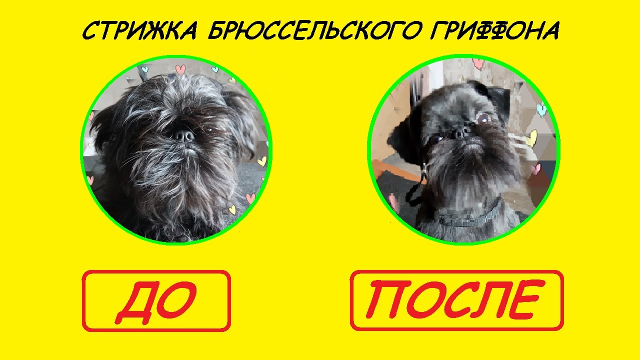 Домашняя Стрижка Для Бельгийского Гриффона Гришеньки