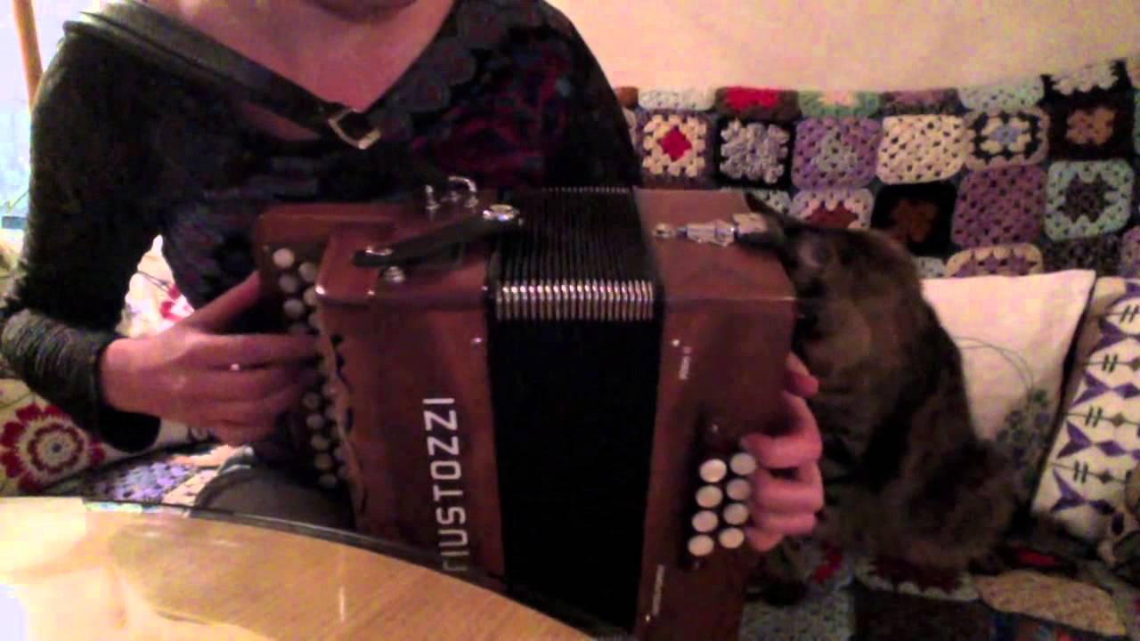 My cat dislikes the accordion