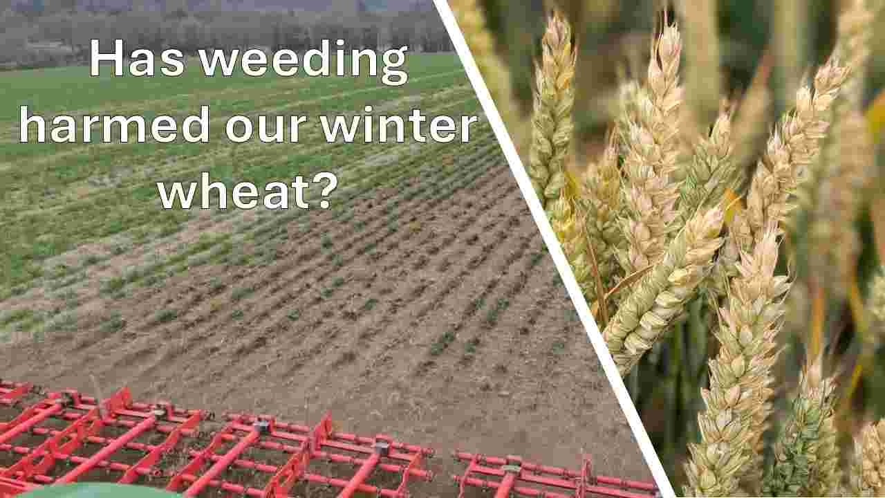 Digestate logistics and weeding winter wheat trial results
