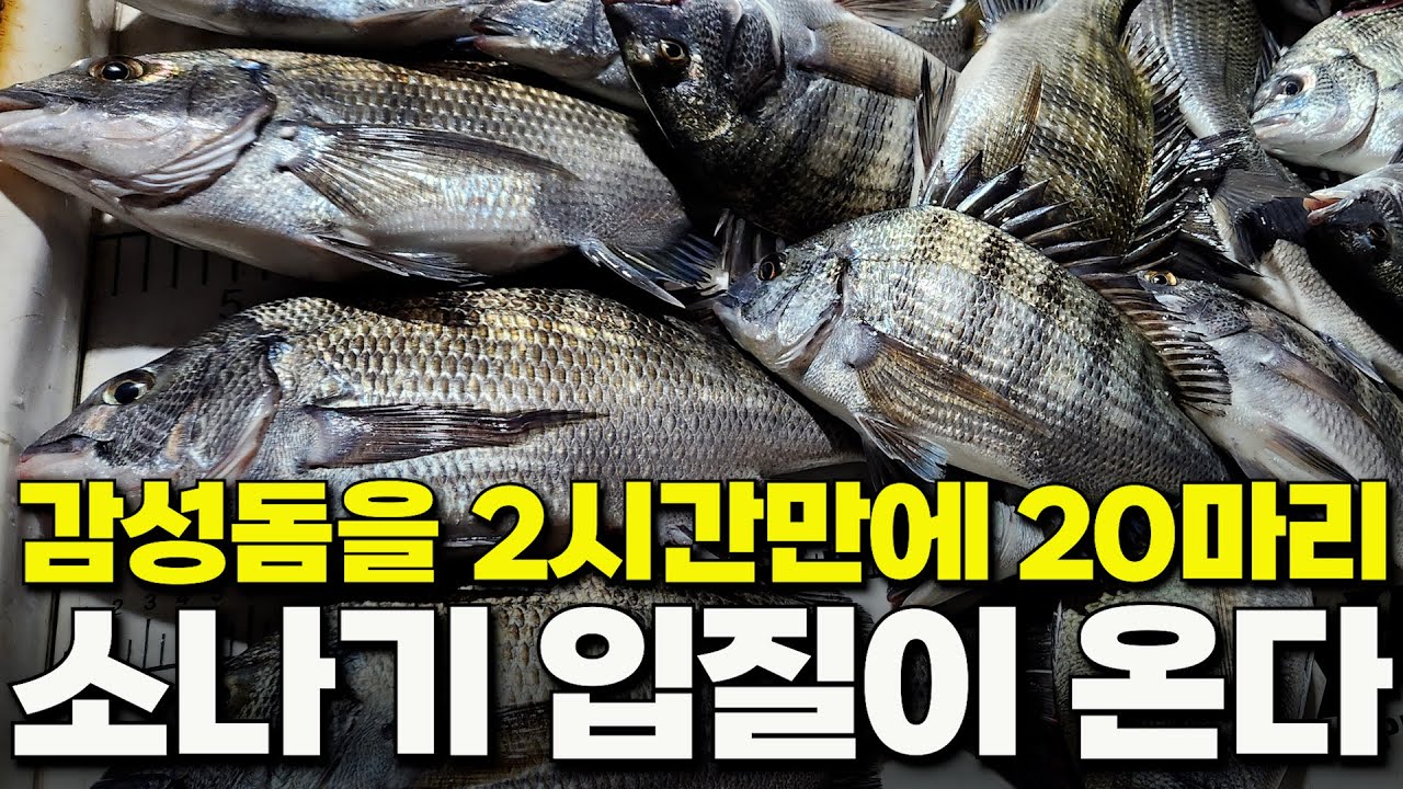 무려 9시간을 꽝치다가 2시간만에 대박난 감성돔 선상 낚시!!  [박과장TV]