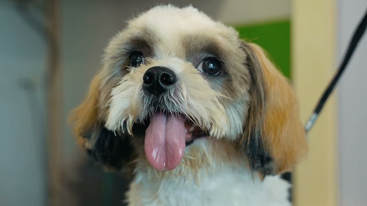 Laikas Pet Clinic - COMMERCIAL VIDEO AD
