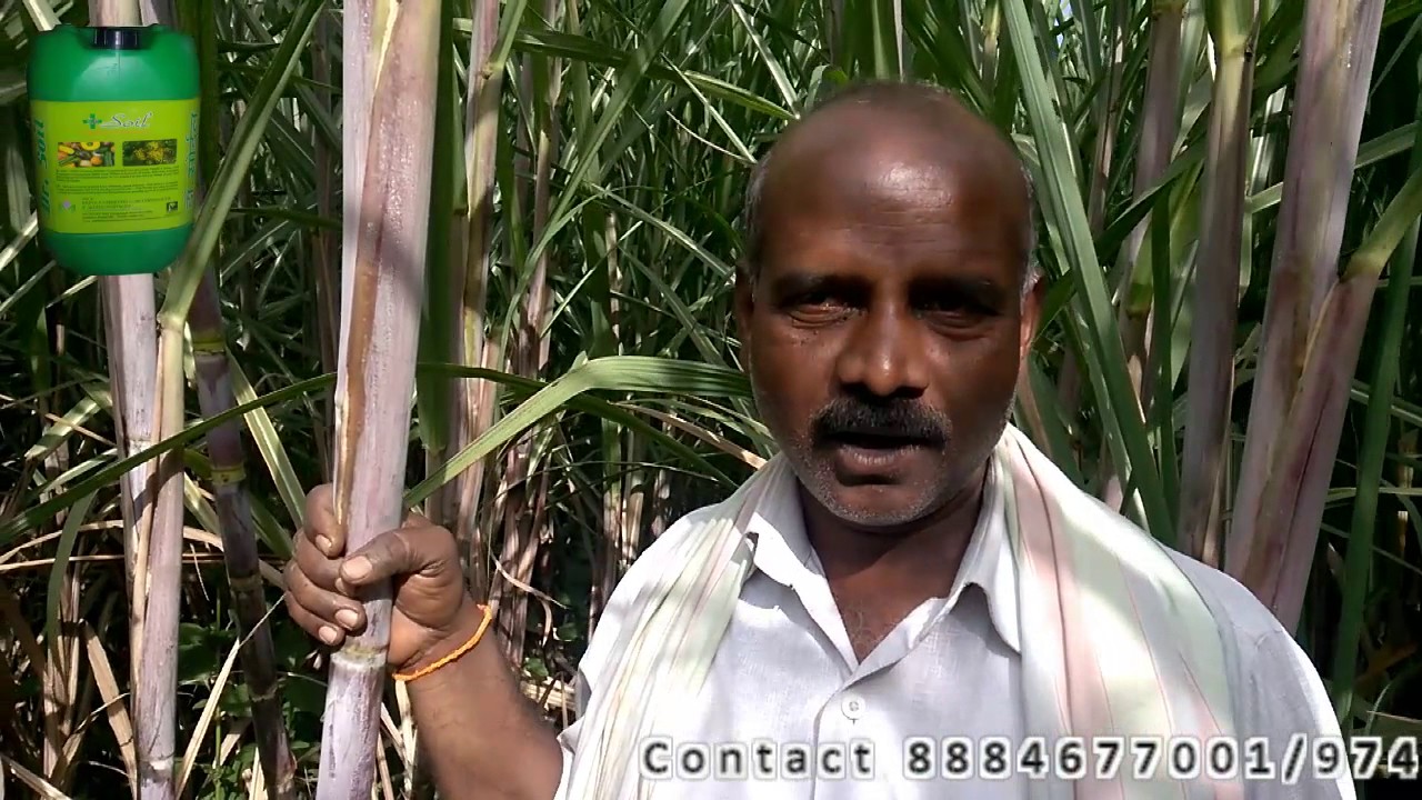Dr soil used for sugarcane..