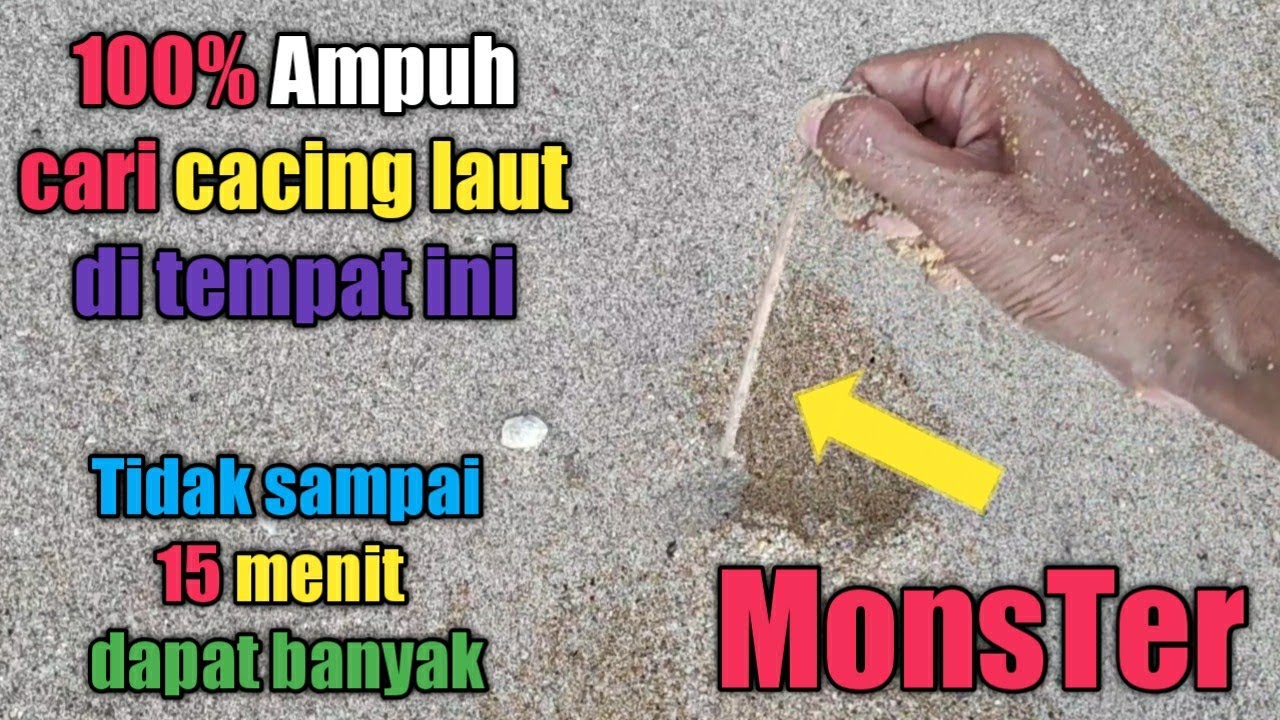 Cara ampuh mencari cacing laut di lokasi ini, cukup 15 menit dapat banyak