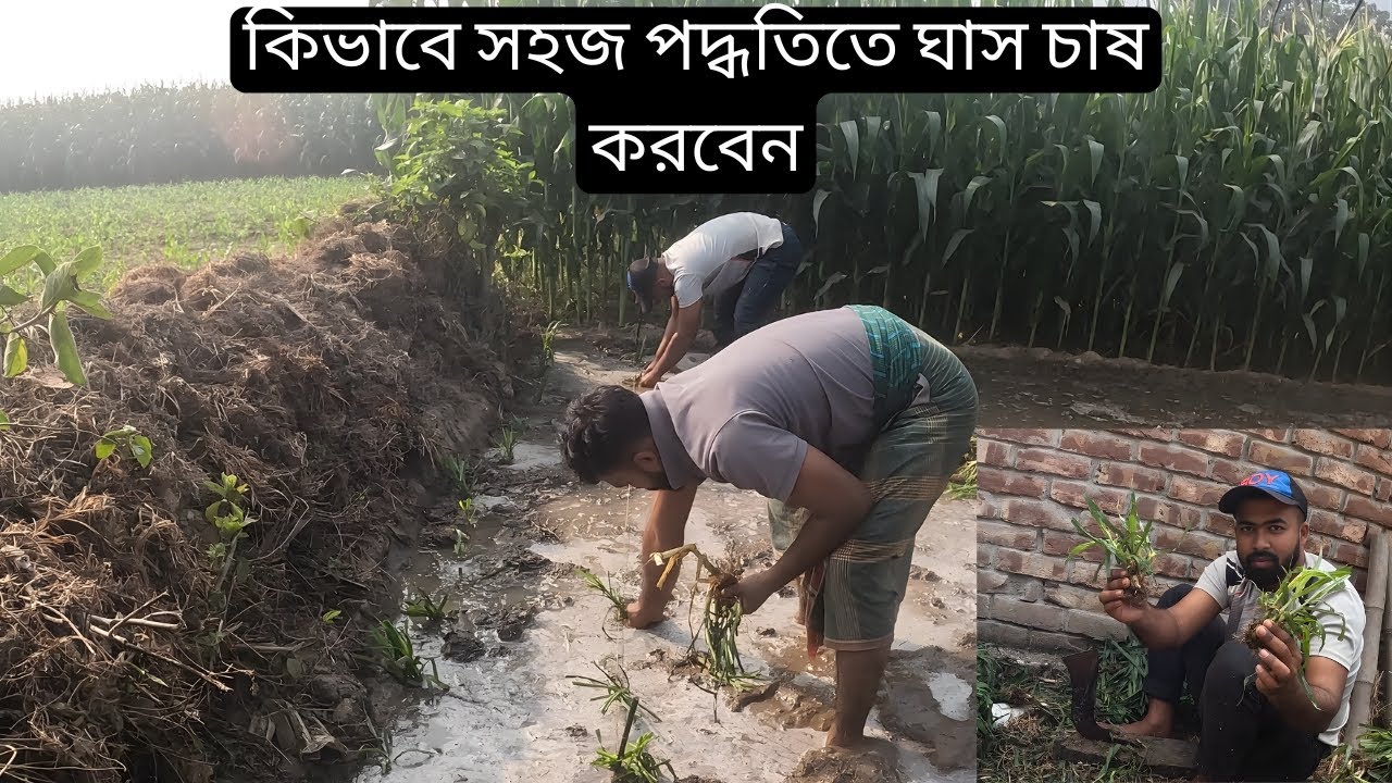 নতুন খামারিরা,,কিভাবে সহজ পদ্ধতিতে ঘাস চাষ করবেন