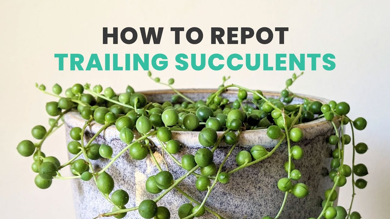 BEST TIPS | HOW TO REPOT YOUR HANGING SUCCULENT | CARE TIPS FOR TRAILING SUCCULENTS