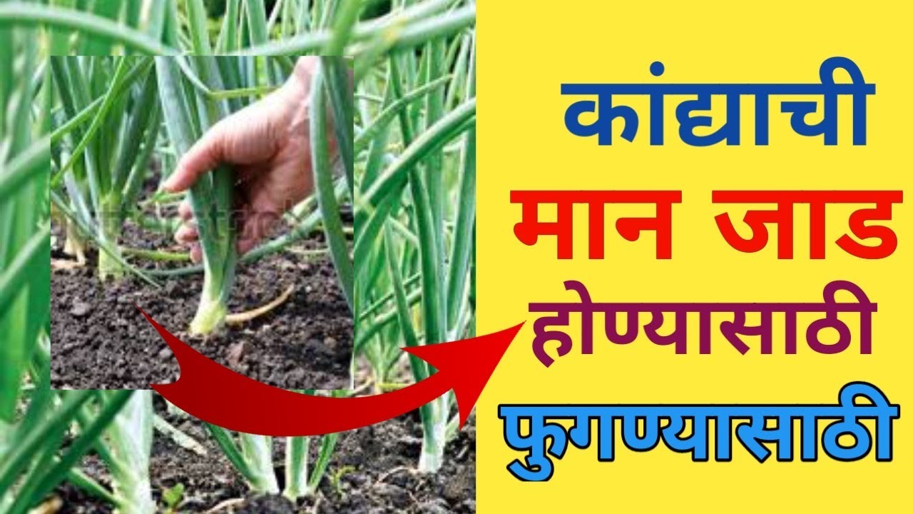 कांद्याची मान जाड होण्यासाठी पूर्ण नियोजन Karnyachi Path Jast mothi honyasathi कांदा जास्त फुटवे