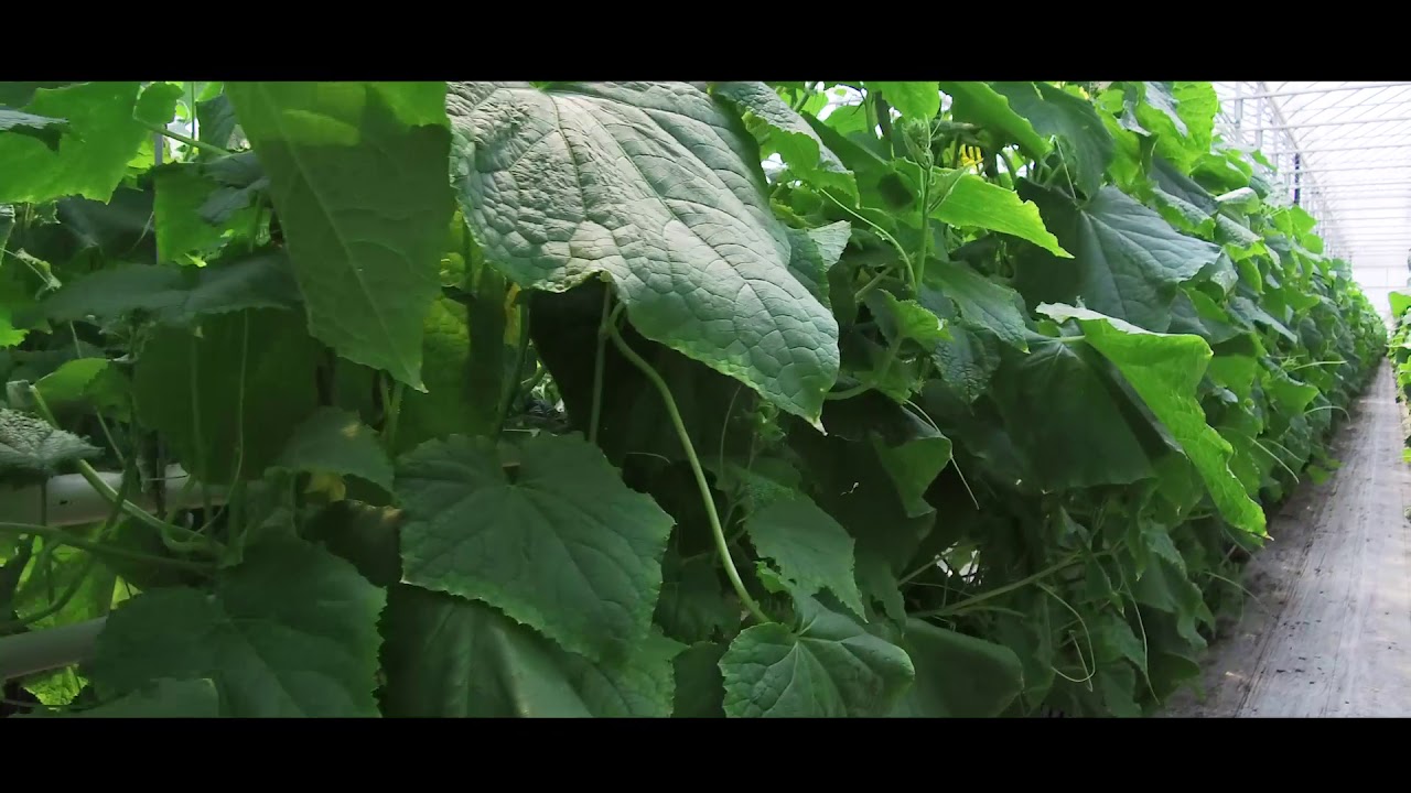 Great Lakes Greenhouses Inc.