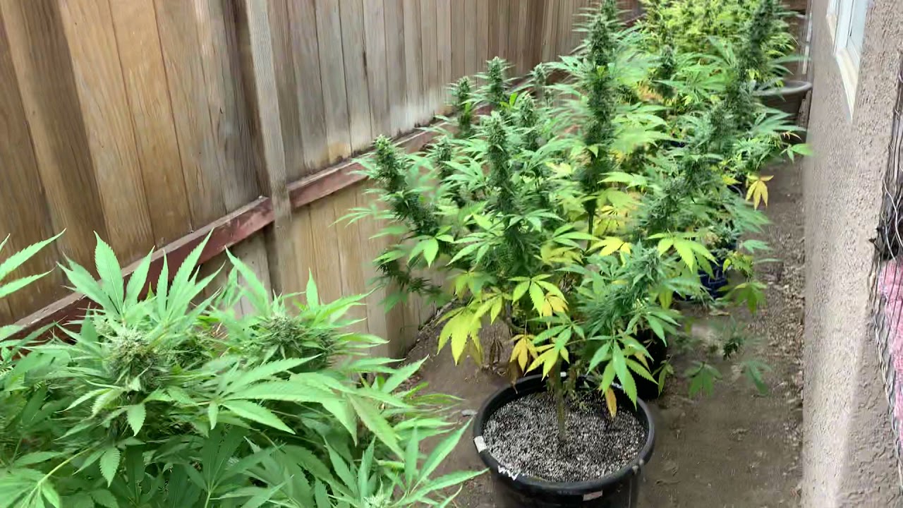 Update on outdoor crop 2021