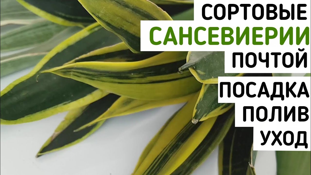 Шикарные САНСЕВИЕРИИ сортовые почтой сансевиерия пересадка полив тещин язык щучий хвост sansevieria