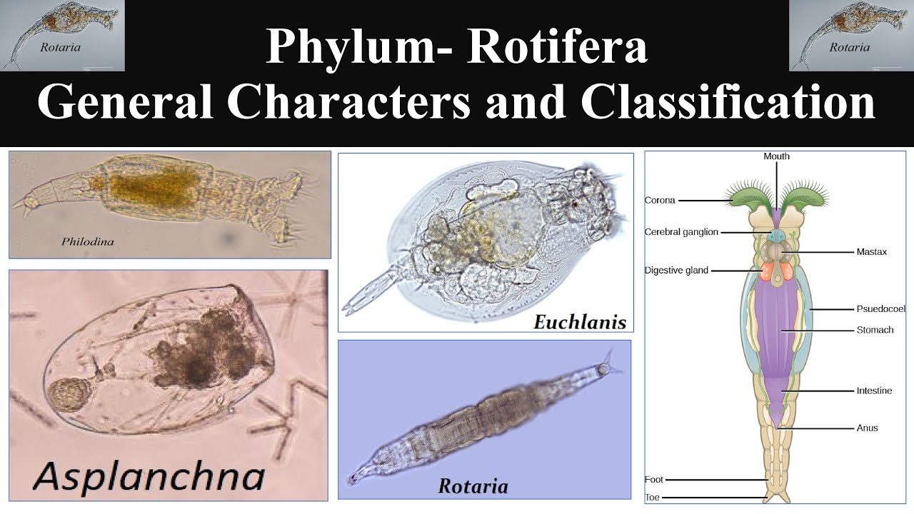 Rotifera | Phylum Rotifera | General characters of Rotifera | Classification of Phylum Rotifera