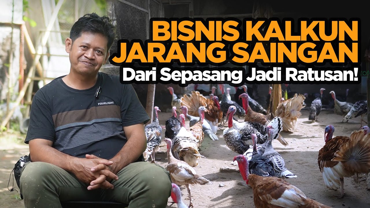 Bisnis Kalkun Masih Jarang Pesaing! Peluang Emas di Peternakan Unggas
