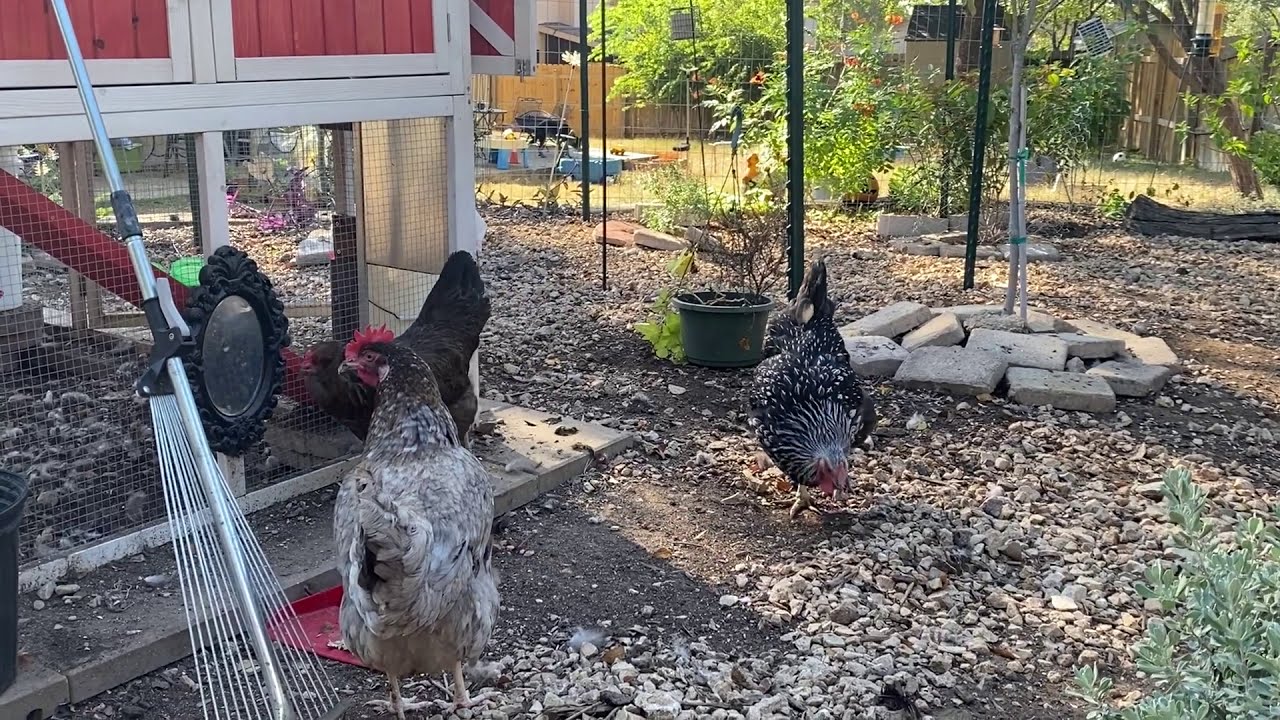 Pecking Order and Integration of the New Chickens