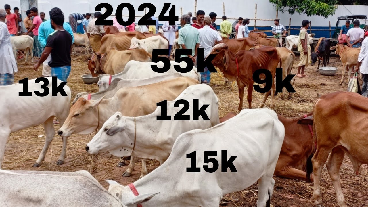 POLERHAT BEAUTIFUL COW SALE VIRAL TRENDING WHITE RED COWS