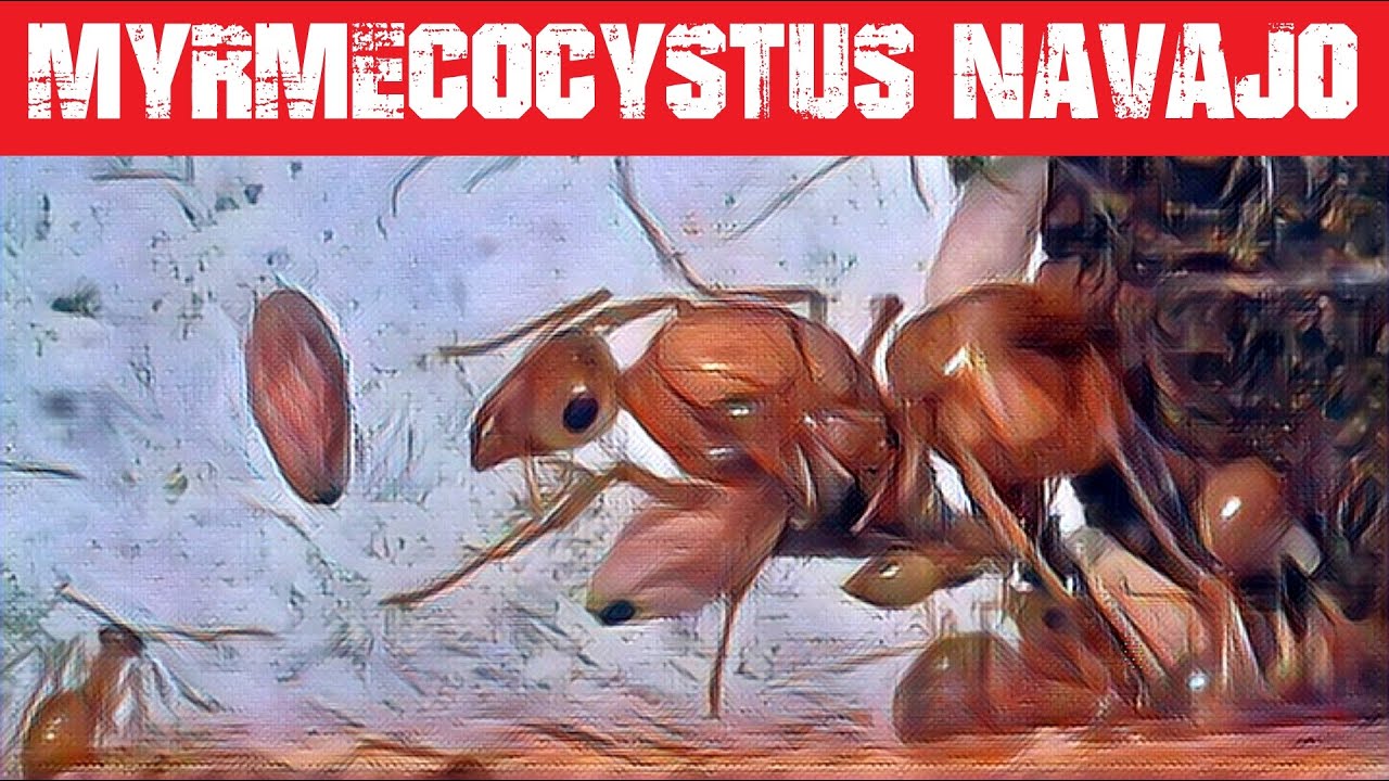 🐜 Myrmecocystus navajo - Kolejne spełnione marzenie