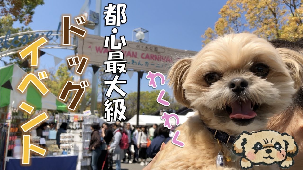 【犬イベント】わんわんカーニバル2019 代々木公園 - WanWan Carnival 2019 in Yoyogi Park -【チワワ×シーズー】