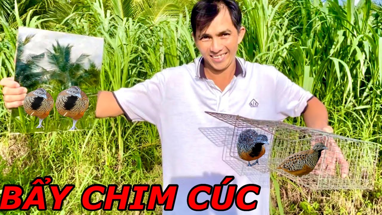 Chế Tạo Bẩy Cút Bằng Lồng Chuột Và Tấm Kính Về Làm Chim Cảnh