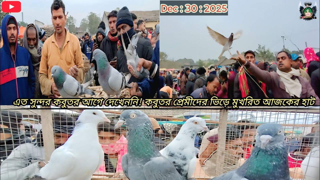 কবুতরের বিশাল হাট: পানির দামে সেরা জাতের কবুতর🕊️ প্রেমীদের উপচে পড়া ভিড়!🔥 