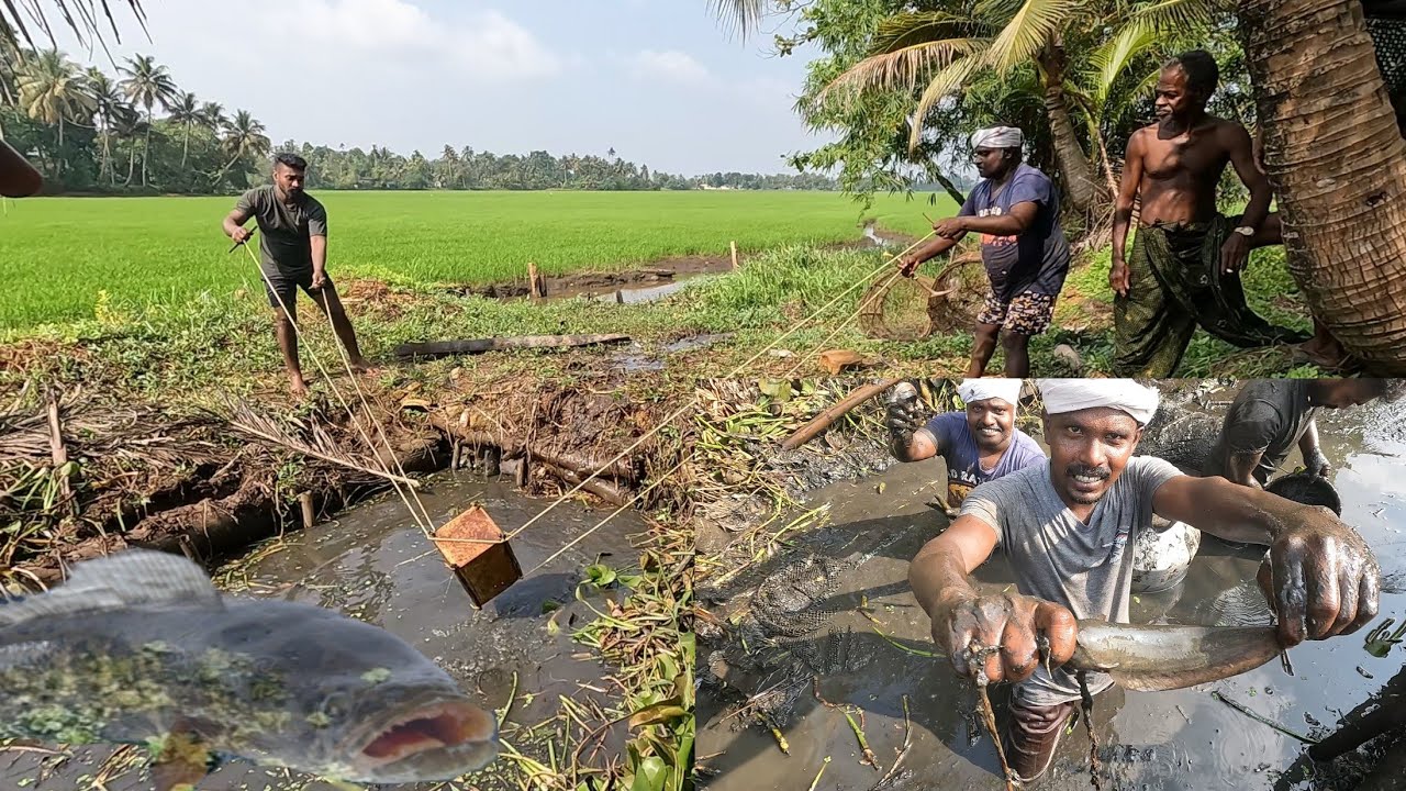 മണ്ണിട്ടു മൂടിയ കുഴിയിൽ ഇത്രയും മീനോ 🐬😱Village Fishing|Kerala Fishing|Fishing Malayalam|Traditional