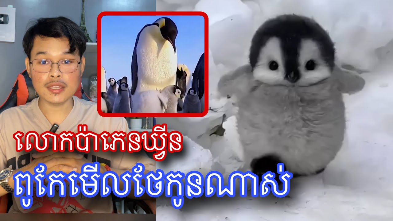 ភេនឃ្វីន គឺជាលោកប៉ាដែលមានទំនូលខុសត្រូវបំផុតក្នុងលោក l Mr.Veasna2