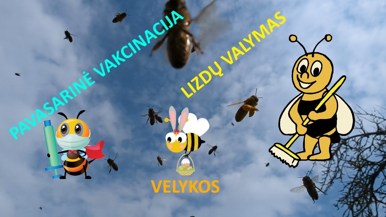 PAVASARINIS LIZDŲ VALYMAS