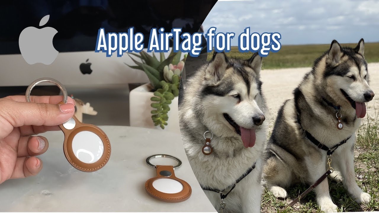 Apple Air Tag for dogs review | Malamutes test the air tags trackers
