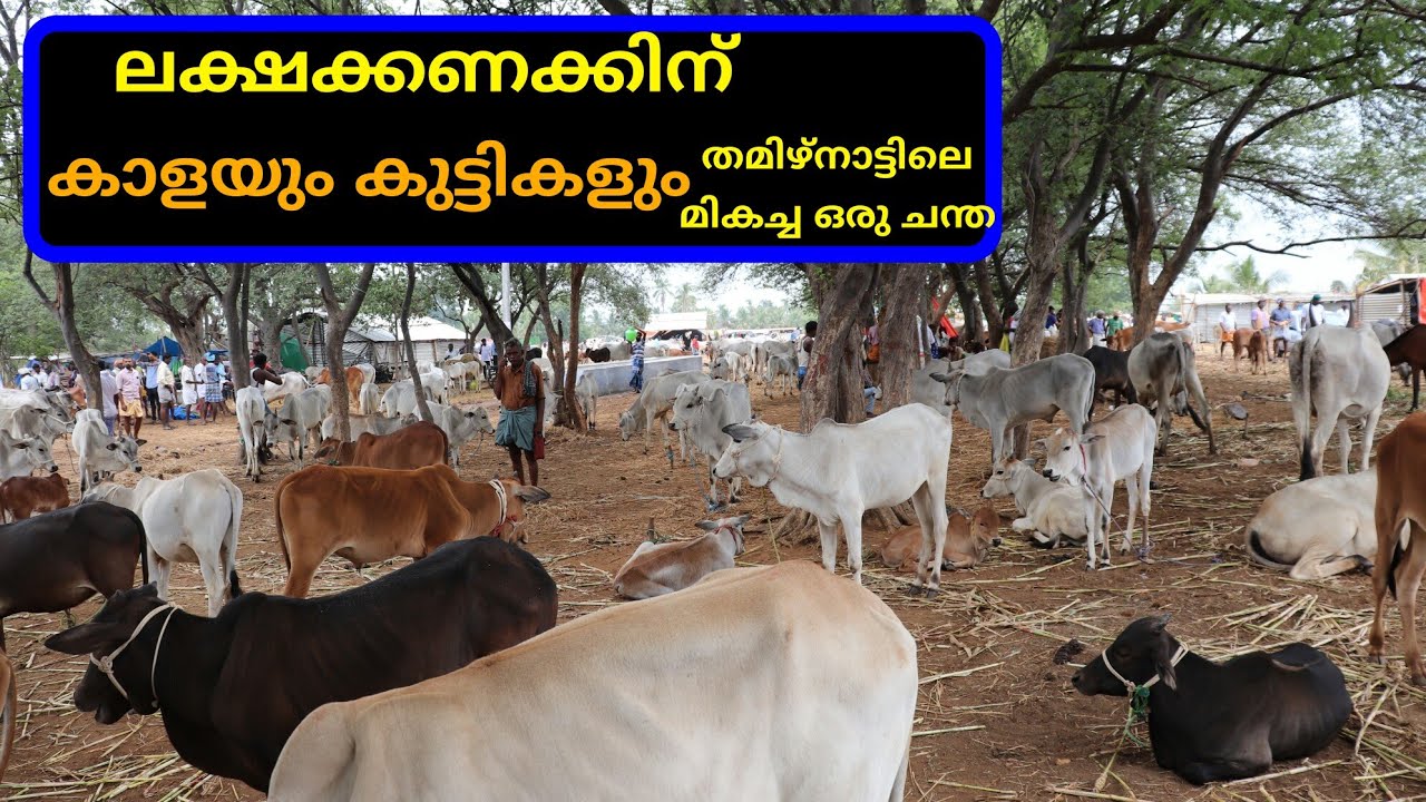 ലക്ഷക്കണക്കിന്‌ കാളയും പശുവും തമിഴ്‌നാട്ടിലെ മികച്ച ഒരു ചന്ത|millions of cow and bull best market tn