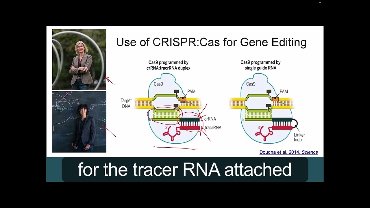 Casgevy and Gene Therapy