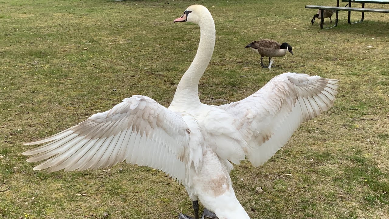 Adult Mute Swan Cob Attacking & Chasing Juveniles! (Jon B)