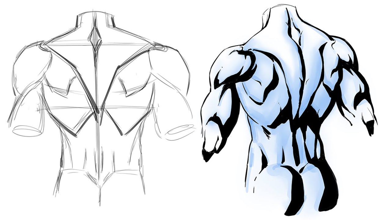How to Draw and Shadow the Back Muscles