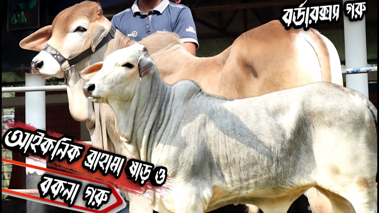 আনকমন সব গরু কিনুন ব্রাহামা ষাড়,বকনা শাহীনুর এগ্রো ফার্ম থেকে