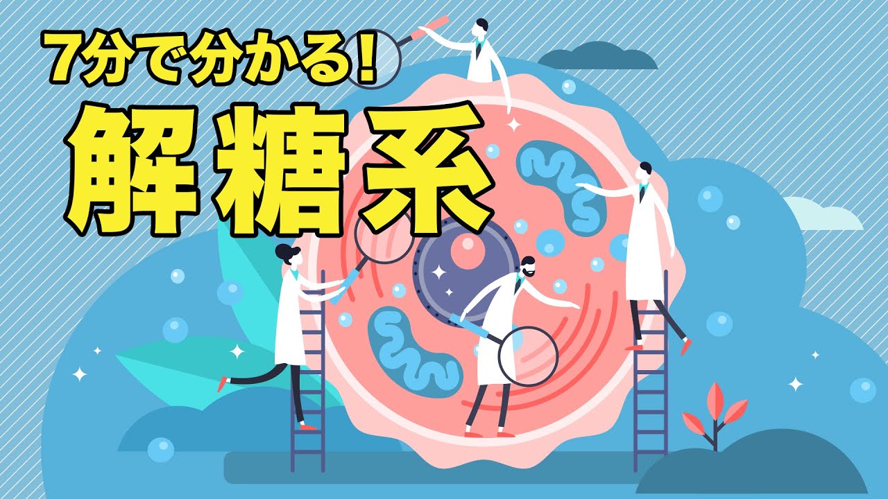 誰でも分かる 解糖系 | 管理栄養士が解説【ビーレジェンド プロテイン】
