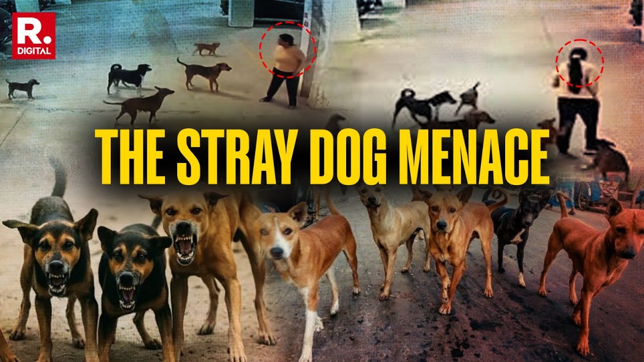 Disturbing Videos Capture India's Growing Stray Dog Menace