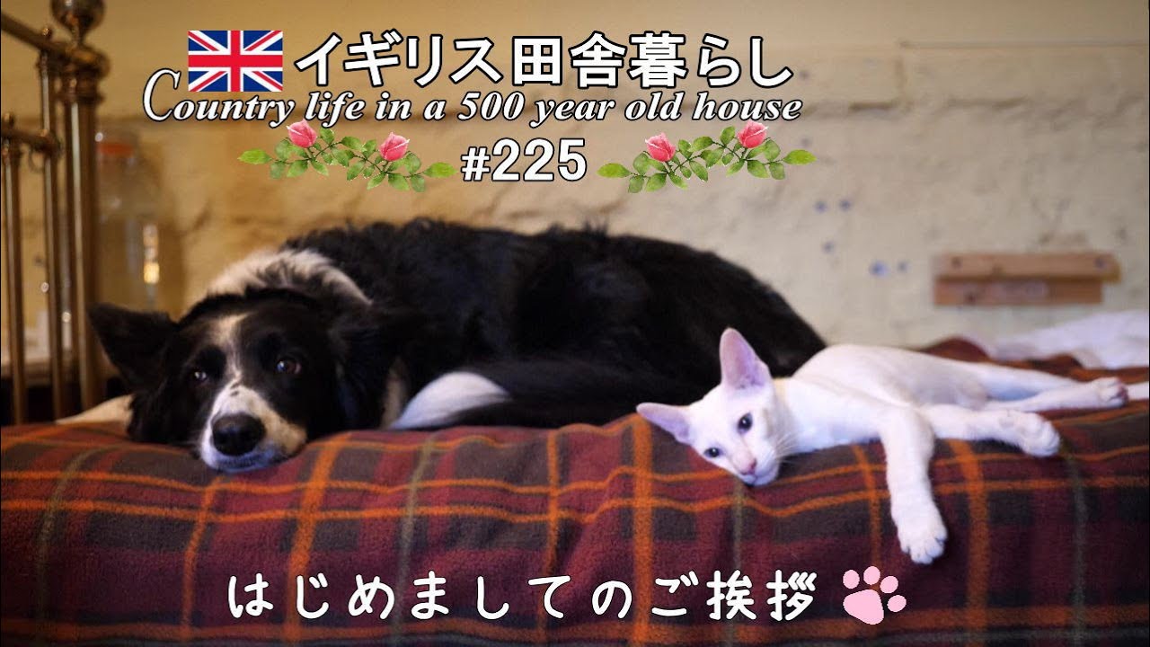 225 仔猫を迎えました🐱一緒にお昼寝する姉犬と妹猫が可愛すぎた！