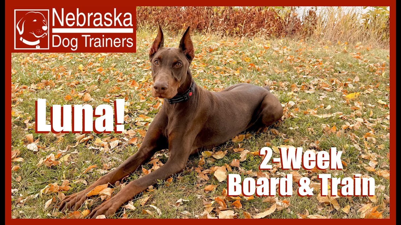 Luna | 10MO Doberman | Off Leash Reliable Dog Training, Nebraska Dog Trainers