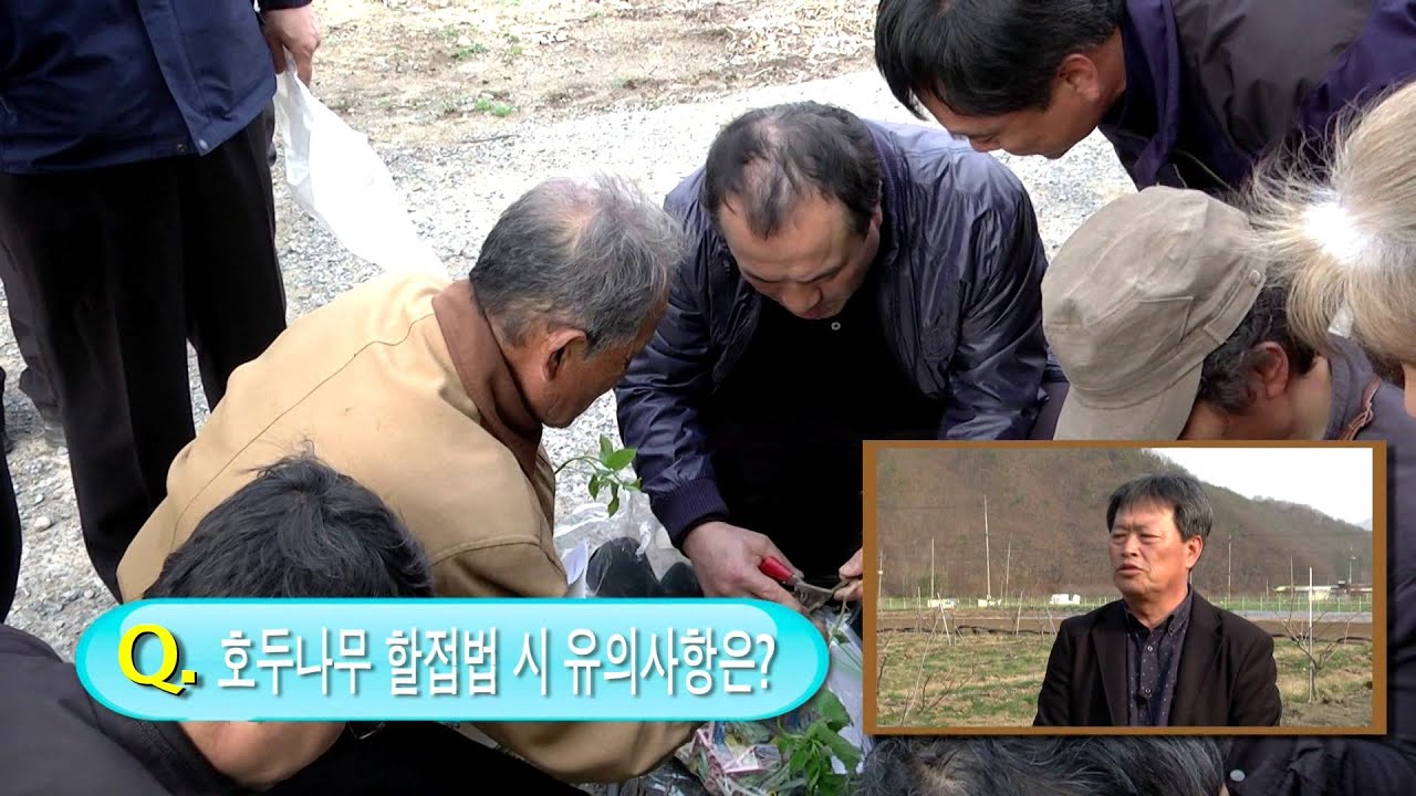 [한국임업진흥원]호두나무 유경접목