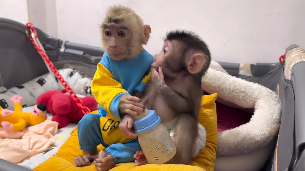 Alpha disturbs his sleeping Mom because he and Baby Monkey Dino want to be made food