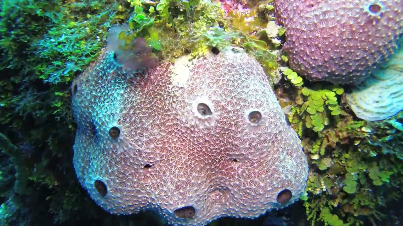 Little Cayman '23   Day 1   Dive 2