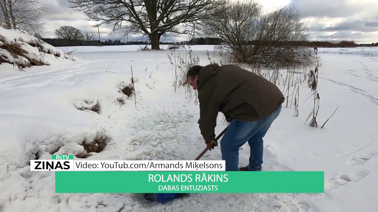 ReTV: Ledus biezās kārtas dēļ daudzas zivis slāpst