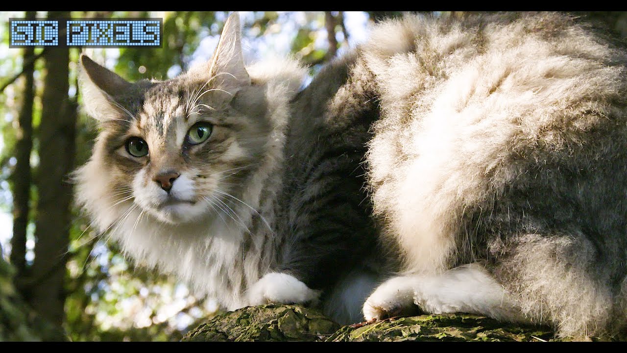 I Take My Cat Rufus on our Daily Walk - No Leash!  4K