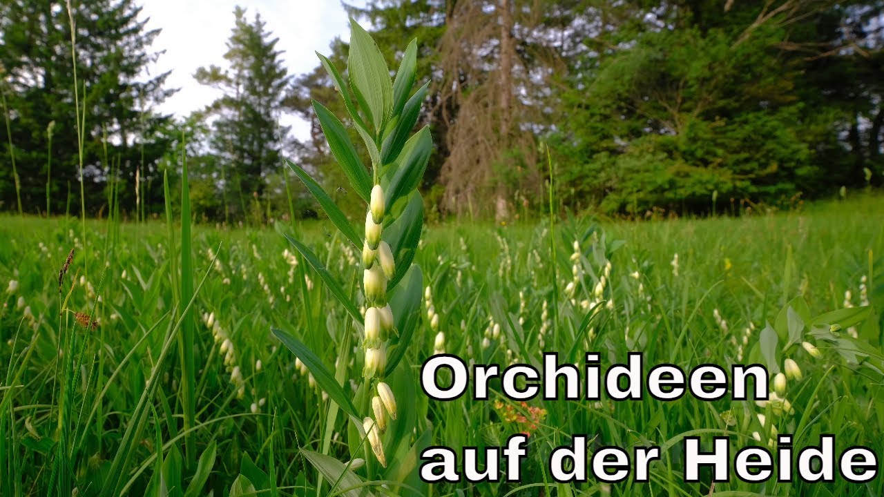 Paradies für Orchideen-Liebhaber: Selten gewordene Heideflächen in Süddeutschland
