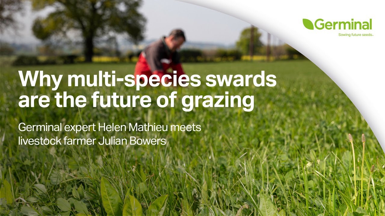 Multi-Species Swards Transform Beef Production for Julian Bowers | Herbal Leys